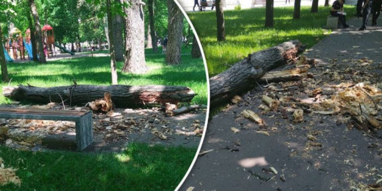 Fetița de 2 ani, lovită de o creangă, în parcul Alunelul, a murit la spital