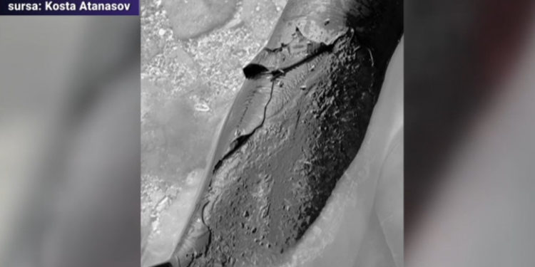 Delfinii din Marea Neagră au devenit victime ale războiului din Ucraina. Mai mulți au fost găsiți cu arsuri și răni în Bulgaria | VIDEO