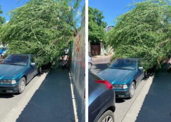 În Chișinău, încă un copac a fost doborât de vântul puternic și a căzut direct peste o mașină | VIDEO