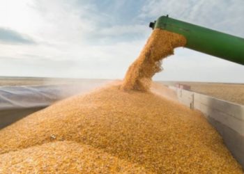 La următoarea ședință de Guvern va fi discutat subiectul deblocării exportului de grâu. Ministerul Agriculturii: Avem nevoie de argumente pe care să le prezinte CSE | VIDEO