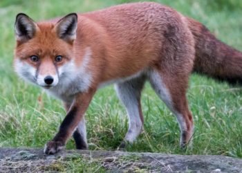 В Молдове 23 июня стартует кампания по вакцинации лис от бешенства