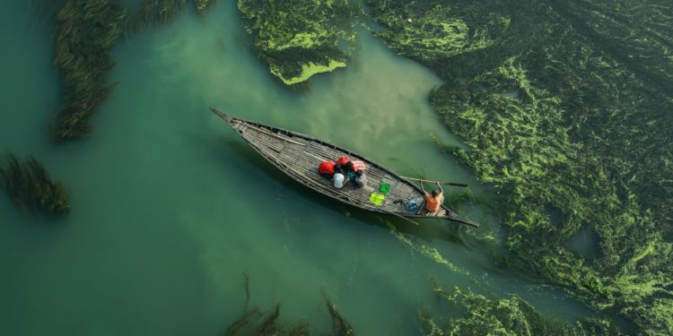 Ученые обнаружили самое большое растение в мире общей площадью 180 км²