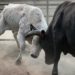 В Колумбии во время корриды обрушилась трибуна – сотни пострадавших