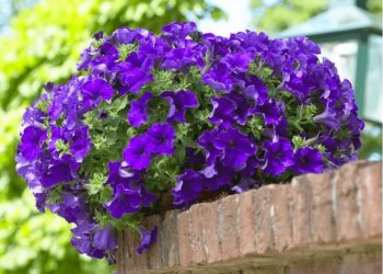 Житель Оргеева 15 лет назад продал квартиру в столице и переехал в Бранешты, чтобы открыть уникальный музей цветов | VIDEO