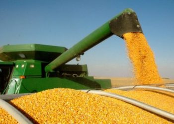 Украинская зерновая ассоциация просит правительство организовать «зеленый коридор» для зерна через молдавское село Паланка | VIDEO