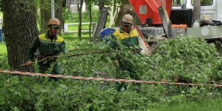 Agenția de Mediu explică procedura prin care autorizează tăierile arborilor uscați