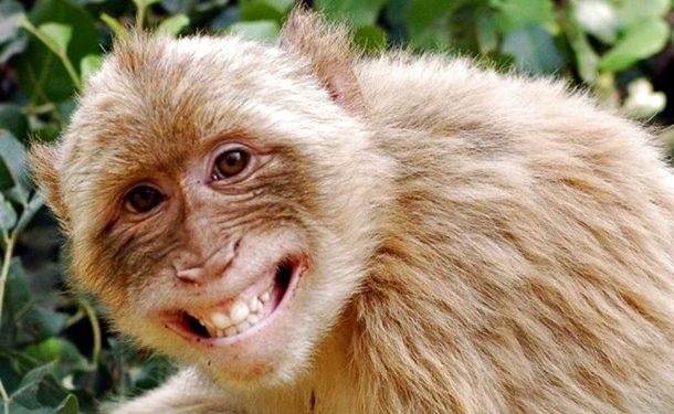 В Грузии зафиксировали первый случай оспы обезьян