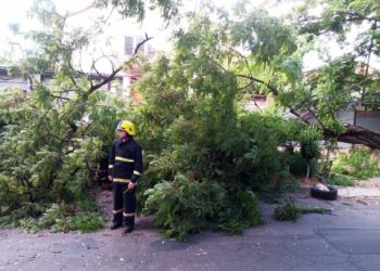 Pompierii au salvat un bărbat blocat sub un arbore căzut