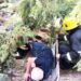 Pompierii au salvat un bărbat blocat sub un arbore căzut