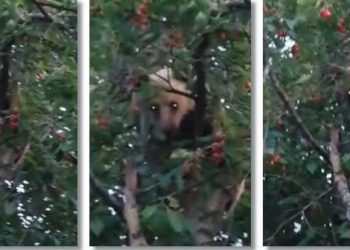 În România, un urs a fost prins la «furat» de cireșe | VIDEO