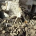 Cutremur cu magnitudinea 6,1 grade în Afganistan: Numărul decedaților a trecut de 1.000 de persoane | VIDEO