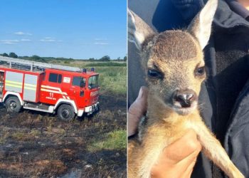 Operațiune neobișnuită, la Bulboacă. Unde este acum și care este starea puiului de căprioară, salvat din incendiu de pompieri | VIDEO