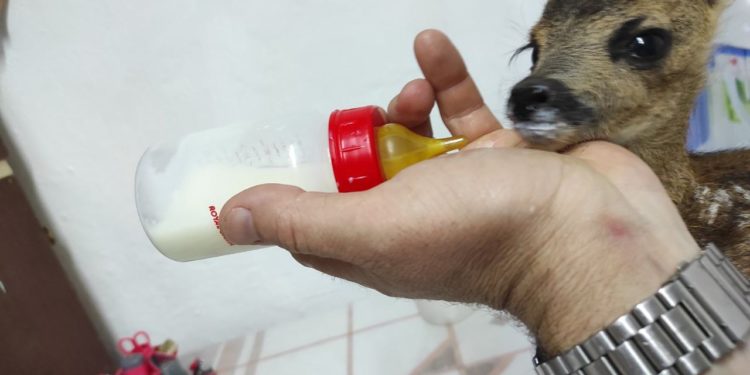 Un pui de căprioară a fost salvat de pompieri în urma unui incendiu de vegetație