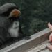 România confirmă al doilea caz de variola maimuței, depistat la un bărbat de 32 de ani. Medicii stabilesc acum contacților direcți | VIDEO