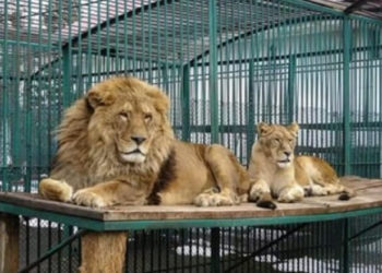 România: Doi lei au scăpat din cușcă, la Grădina Zoologică din Rădăuți. Oamenii din zonă au primit mesaj Ro-Alert | VIDEO