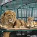 România: Doi lei au scăpat din cușcă, la Grădina Zoologică din Rădăuți. Oamenii din zonă au primit mesaj Ro-Alert | VIDEO