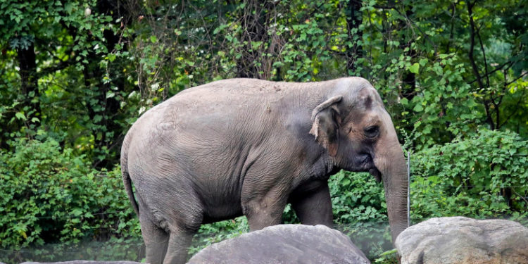 Happy, un elefant din grădina zoologică din Bronx, nu va primi statutul de persoană, a decis o instanță din New York | FOTO