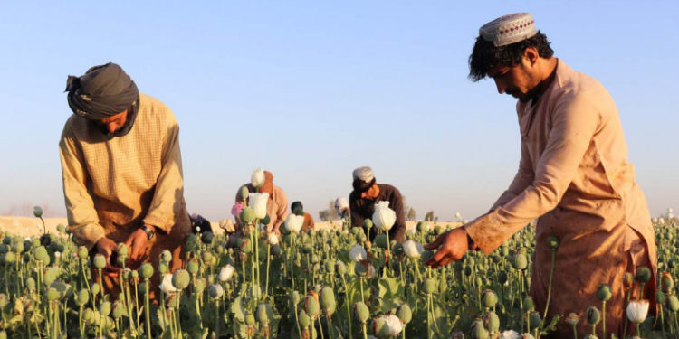 Războiul din Ucraina modifică rutele traficului de droguri din Afganistan către Europa