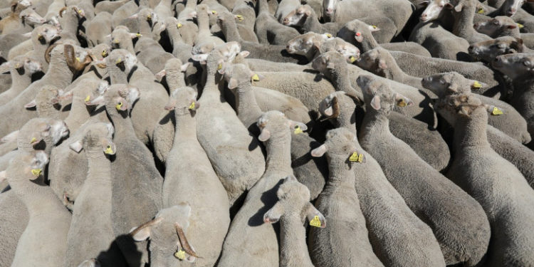 Un TIR cu peste 400 de oi s-a răsturnat pe traseu în România. Zeci de animale au murit