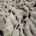 Un TIR cu peste 400 de oi s-a răsturnat pe traseu în România. Zeci de animale au murit