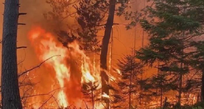 В Чехии около 700 пожарных задействовали в борьбе с огнем в нацпарке