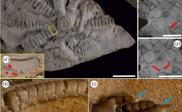 В честь Зеленского назвали новый вид древних морских существ