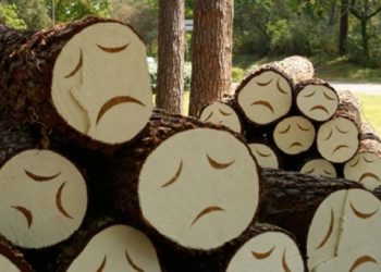 В Молдове растет число незаконных вырубок леса