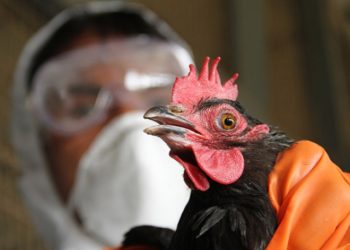 В Швеции зафиксировали рекордную вспышку птичьего гриппа