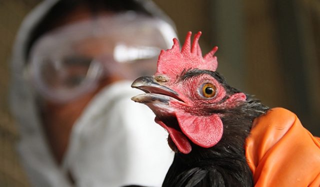 В Швеции зафиксировали рекордную вспышку птичьего гриппа