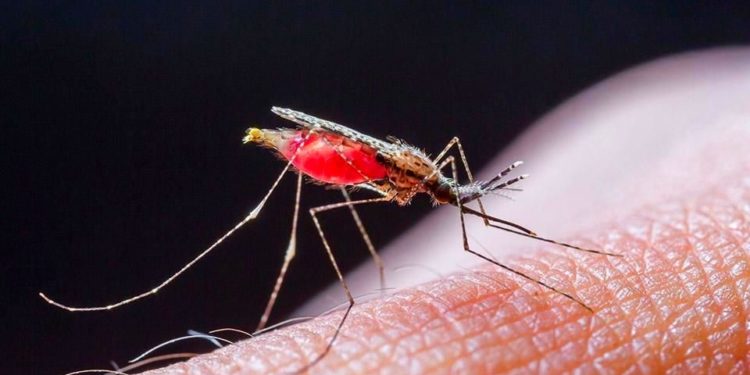 В Молдове от малярии умер беженец из Украины