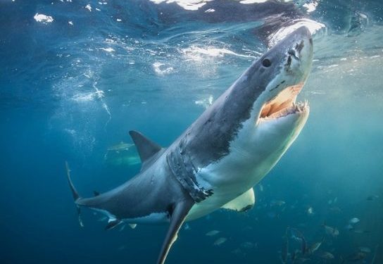 Отдыхающие в Турции отогнали шваброй похожую на акулу рыбу