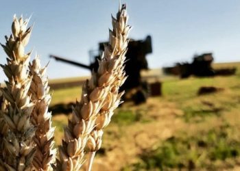 Фермеры: «Из-за засухи урожай зерновых будет вдвое меньше, чем в прошлом году. Нужна помощь властей». Что отвечают в минсельхозе | VIDEO