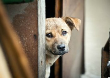 126 похищенных у владельцев собак спасли от съедения
