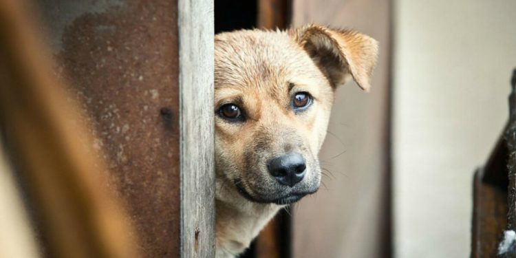126 похищенных у владельцев собак спасли от съедения