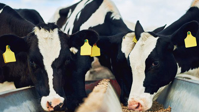 Microplastic găsit pentru prima dată în carnea și laptele animalelor crescute la fermă