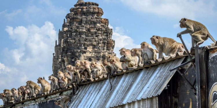 В Японии убили члена банды макак, которые нападали на людей
