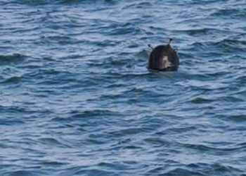 Двое полицейских подорвались на морской мине в Николаевской области