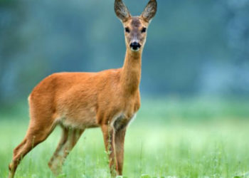 Două căprioare, depistate moarte pe traseul Chișinău-Giurgiulești. Precizările „Moldsilva” | VIDEO