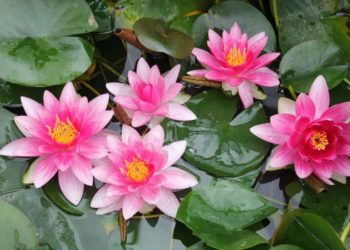 Peisaj desprins din poveşti: Cum arată lacul cu nuferi înfloriți, aduși de pe trei continente, de la Bardar, Ialoveni | VIDEO