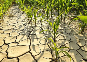 Fermierii spun că 2/3 din roadă a fost compromisă de secetă. Alexandru Slusari: Sunt persoane care întrerup intenționat transmiterea sistemelor de irigare către agricultori | VIDEO