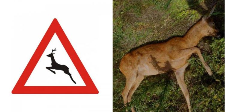Două căprioare, ucise la sudul țării. Specialiștii: Nu ar fi vorba despre lovituri din neatenție sau nerespectarea regulilor de circulație