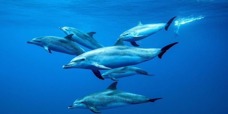 Un virus letal atacă delfinii din Marea Neagră. Biologii spun că se răspândește foarte ușor