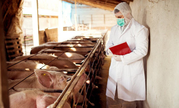 Carantină într-o localitate din raionul Cahul: S-a confirmat un focar de pestă porcină africană