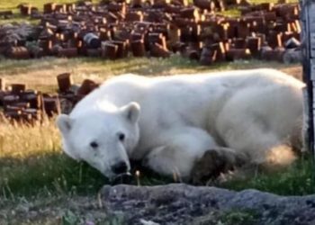 Un urs polar „cere” ajutorul oamenilor după ce și-a prins limba într-o conservă | VIDEO