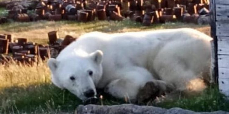 Un urs polar „cere” ajutorul oamenilor după ce și-a prins limba într-o conservă | VIDEO