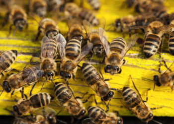 Seceta afectează producția de miere: Apicultorii cer ajutor de la stat pentru a hrăni și întreține familiile de albine | VIDEO