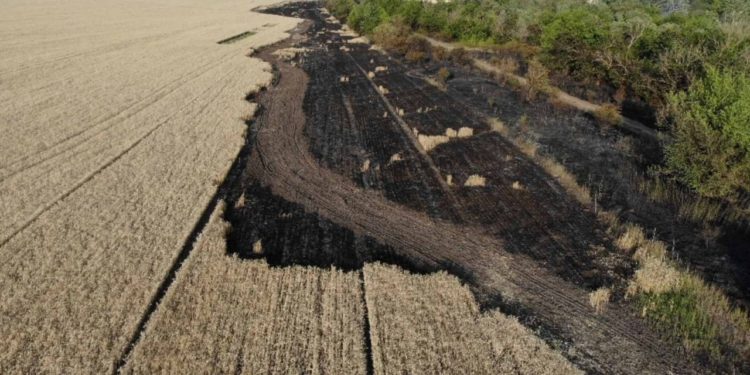 Imagini dezolante la Anenii Noi: Un lan de cereale, cuprins de flăcări. Salvatorii au reușit să salveze circa 80 ha de grâu | FOTO