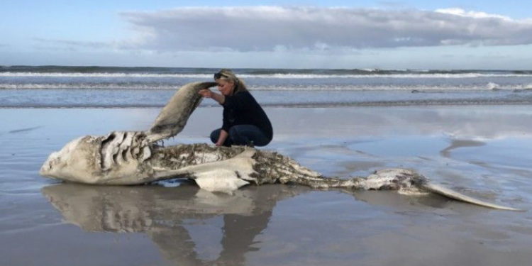 Misterul crimei din ocean. Pe plajele Africii de Sud apar de cinci ani de zile rechini albi cu ficatul mâncat și cu inimile smulse