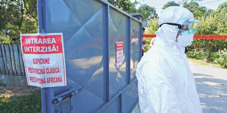 Focar de pestă porcină în Moldova. Bani pentru cei care vor raporta cadavrele mistreților