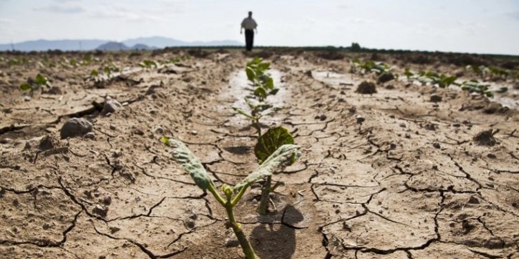 Recoltă mai săracă, prețuri mai mari? Avertizarea meteorologilor pentru sfârșitul verii